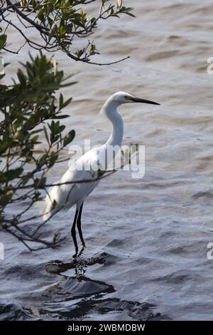 CAP CANAVERAL, Floride. - Au Kennedy Space Center de la NASA en Floride, une grande aigrette blanche pêche dans Launch Complex 39. Les aigrettes utilisent une méthode de recherche de pieds pour pêcher, se tenant immobile dans les bas-fonds et ratissant le fond pour attirer les poissons qu'elles capturent rapidement dans leurs billets. Le Merritt Island National Wildlife refuge chevauche la propriété du Kennedy Space Center et fournit un habitat à 330 espèces d'oiseaux, y compris les aigrettes. Une variété d'autres espèces sauvages - 117 espèces de poissons, 65 types d'amphibiens et de reptiles, 31 mammifères différents et 1 045 espèces de plantes - habitent également le refuge. Banque D'Images