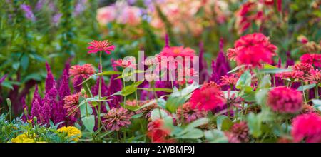 Une scène en plein air avec un jardin luxuriant rempli d'une abondance de fleurs rouges vibrantes se prélassant dans la chaude lumière du soleil Banque D'Images