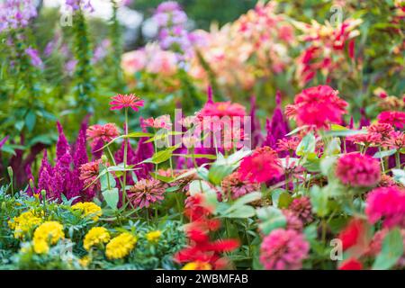 Un affichage vibrant de fleurs printanières aux couleurs vives Banque D'Images