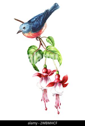 Oiseau assis sur une branche de Fuchsia fleurie avec des fleurs roses, des bourgeons et des feuilles. Illustration d'aquarelle dessinée à la main isolée sur fond blanc Banque D'Images