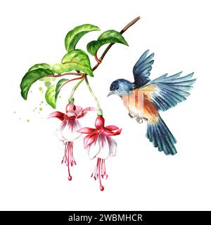 Oiseau assis sur une branche de Fuchsia fleurie avec des fleurs roses, des bourgeons et des feuilles. Illustration d'aquarelle dessinée à la main, isolée sur fond blanc Banque D'Images