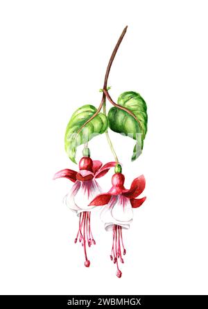 Branche de fleur de fuchsia. Illustration d'aquarelle dessinée à la main isolée sur fond blanc Banque D'Images
