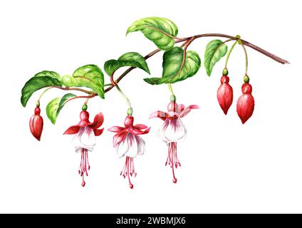Branche de fleur fuchsia avec fleurs roses, bourgeons et feuilles. Illustration d'aquarelle dessinée à la main, isolée sur fond blanc Banque D'Images
