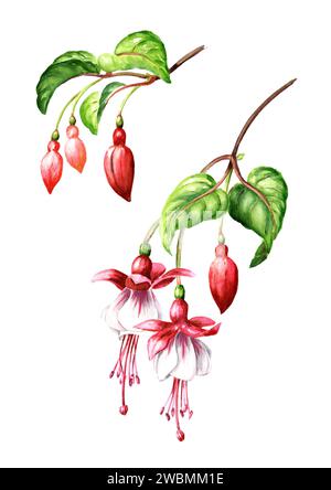 Ensemble de fleurs fuchsia. Illustration d'aquarelle dessinée à la main isolée sur fond blanc Banque D'Images