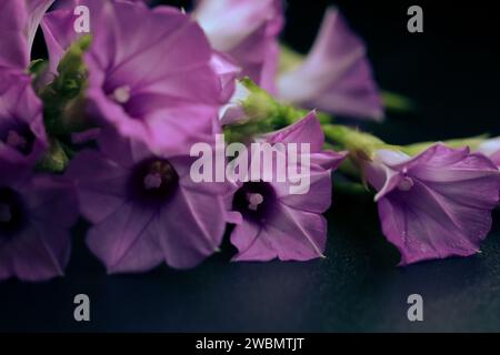 Un gros plan d'un bel arrangement de fleurs violettes vibrantes avec de longues tiges vertes et des centres bruns délicats Banque D'Images