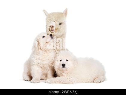 Huit semaines ols chiots Maremma étant imprégné d'un jeune alpaga, ensemble, isolé sur blanc Banque D'Images