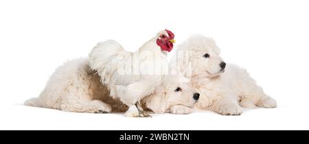 Huit semaines ols chiots Maremma étant imprégné d'un poulet, ensemble, isolé sur blanc Banque D'Images