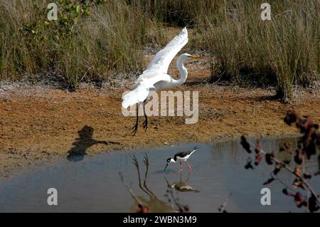 CENTRE SPATIAL KENNEDY, FLA. - Une échoppe à col noir, qui recherche de la nourriture, ne prête aucune attention à une grande aigrette lorsqu'elle arrive pour un atterrissage dans une zone marécageuse du Merritt Island National Wildlife refuge. Le refuge a été créé en 1963 sur les terres et les eaux du Kennedy Space Center non utilisées par la NASA pour le programme spatial. Les marais et les eaux libres du refuge offrent des aires d'hivernage à 23 espèces de sauvagine migratrice, ainsi qu'un foyer toute l'année pour les grands hérons bleus, les cigognes des bois, les cormorans, les pélicans bruns et d'autres espèces d'oiseaux de marais et de rivage. Banque D'Images