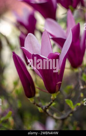 Fleurs de magnolia ouvertes et non ouvertes en gros plan Banque D'Images