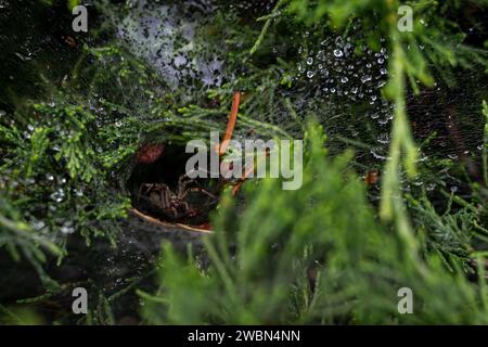 Araignée entonnoir au seuil de son vison Banque D'Images