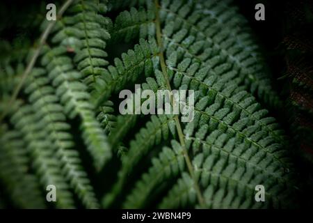 Rangées de feuilles de fougères dans la forêt autrichienne, macrophotographie Banque D'Images