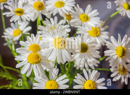 Gros plan de fleurs blanches de daises dans le jardin. Gros plan de daises blanches avec beau centre jaune. Banque D'Images