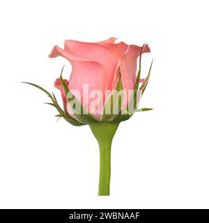 Gros plan Tiny Pink Rose Bud isolé sur fond blanc avec chemin de détourage. Element pour la Saint-Valentin, motif carte de fête des mères. Banque D'Images