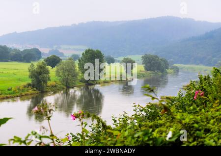 Paysage fluvial avec baume fleuri (ineImpatiens glandulifera) au premier plan dans la vallée de la rivière Weser près de Bad Karlshafen Banque D'Images