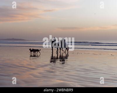 Cavaliers et chiens sur la plage de sable humide au coucher du soleil à Essaouira, Maroc, 11 janvier 24 Banque D'Images