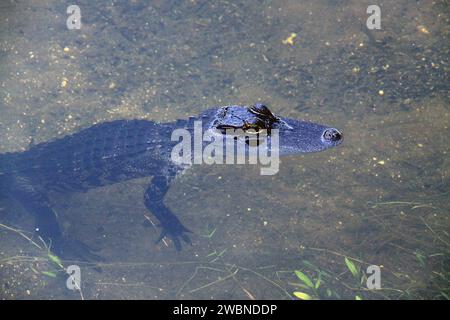 CAP CANAVERAL, Floride. – Un bébé alligator ignore que l’eau qui sature le sol est la conséquence d’orages à proximité de la navette Landing Facility du Centre spatial Kennedy de la NASA et que la navette Atlantis est incapable d’atterrir pour conclure la mission STS-125. Les alligators peuvent être repérés dans les canaux de drainage et autres eaux entourant Kennedy. Le centre partage une frontière avec le Merritt Island Wildlife nature refuge, qui est un habitat pour plus de 310 espèces d'oiseaux, 25 mammifères, 117 poissons et 65 amphibiens et reptiles. Banque D'Images