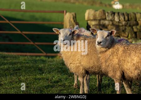 Deux moutons (ovis aries) devant une porte à cinq barreaux et un mur en pierre sèche dans le Yorkshire. Les deux moutons portent des étiquettes auriculaires pour identification. Banque D'Images