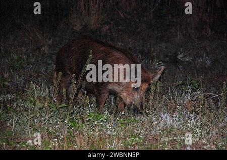 Un porc sauvage a été observé en train de s'enraciner pour de la nourriture au Kennedy Space Center de la NASA en Floride. Les porcs sauvages habitent des zones proches du refuge faunique national de l'île Merritt, qui abrite 330 espèces d'oiseaux, 117 espèces de poissons, 65 amphibiens et reptiles, 31 mammifères et 1 045 espèces végétales. Les porcs sauvages ont été introduits en Floride dans les années 1500 et ont maintenant entre 5 000 et 12 000 populations dans le refuge. Banque D'Images