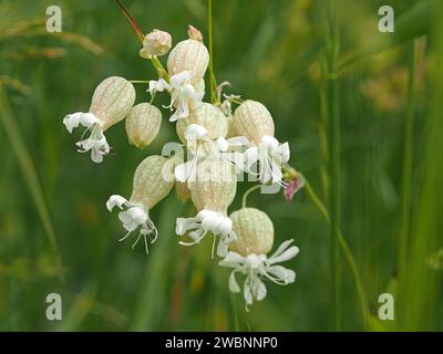 Fleurs blanches de Silene vulgaris, la vessie campion ou Maidenstears poussant dans le pré dans les Alpes italiennes, Italie, Europe Banque D'Images