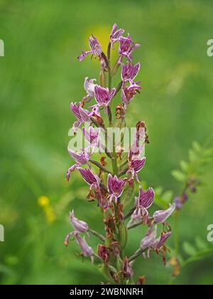Flowerspike d'orchidée militaire (Orchis militaris) avec capuche ressemblant à un casque militaire poussant dans une clairière dans les Alpes italiennes, Italie, Europe Banque D'Images
