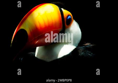 Portrait du visage d'un oiseau Toucan Ramphastos toco Banque D'Images