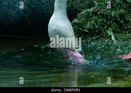 Un oiseau Flamingo Phoenicopterus chilensis du Chili boit de l'eau dans le lac Banque D'Images