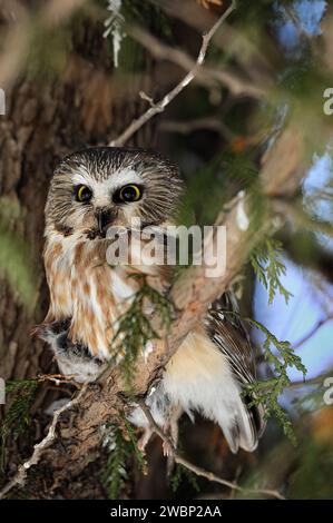 Scie du Nord avec un lemming en palourdes ils sur une branche d'arbre Banque D'Images