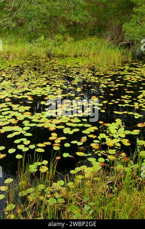 Étang de ferme, Trustom Pond National Wildlife Refuge, Rhode Island Banque D'Images