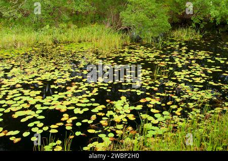 Étang de ferme, Trustom Pond National Wildlife Refuge, Rhode Island Banque D'Images