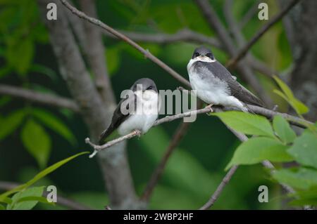 Young Tree Swallow appelle les parents pour de la nourriture Banque D'Images