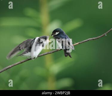 Young Tree Swallow appelle les parents pour de la nourriture Banque D'Images
