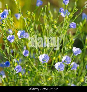 Lin commun en fleurs, Linum usitatissimum Banque D'Images