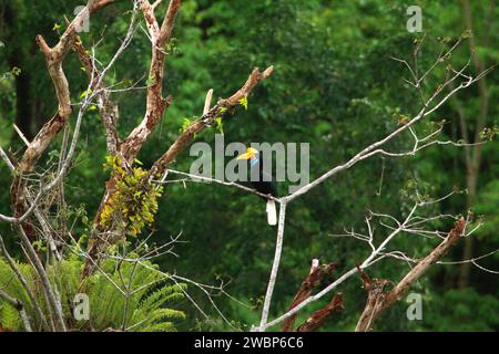 Une femelle de bec-de-lièvre (Rhyticeros cassidix) se perche sur une brindille d'arbre dans une zone de forêt tropicale près du mont Tangkoko et Duasudara (Dua Saudara) à Bitung, Sulawesi du Nord, en Indonésie. L'Union internationale pour la conservation de la nature (UICN) conclut que la hausse des températures a entraîné, entre autres, des changements écologiques, comportementaux et physiologiques dans les espèces sauvages et la biodiversité. « En plus de l'augmentation des taux de maladies et de la dégradation des habitats, le changement climatique provoque également des changements dans les espèces elles-mêmes, ce qui menace leur survie », ont-ils écrit sur IUCN.org. Banque D'Images