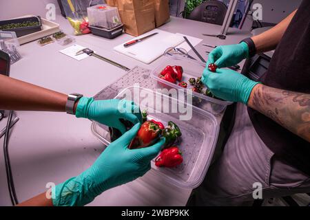 Des chercheurs du Kennedy Space Center de la NASA en Floride se préparent à peser les poivrons cultivés à l’intérieur de l’installation de traitement de la station spatiale le 15 janvier 2020, lors d’une évaluation de la croissance en préparation de leur envoi dans l’espace. Les scientifiques ont attendu que les poivrons soient rouges, ou presque tous rouges, avant de les récolter. Les produits frais constitueront un complément essentiel au régime alimentaire préemballé des astronautes lors de l'exploration spatiale de longue durée lorsqu'ils seront éloignés de la Terre pour de longues périodes de temps. Banque D'Images