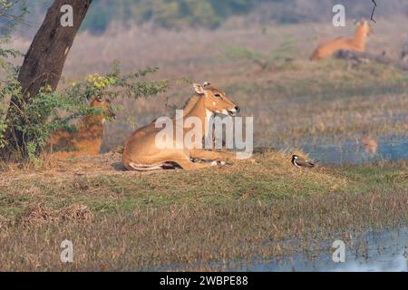 Antilope Nilgai assise détendue dans son habitat. Banque D'Images