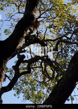 Un angle bas d'un arbre vert contre le ciel bleu Banque D'Images
