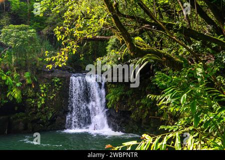 Chutes luxuriantes de Haipua'ena blotties dans la forêt tropicale vibrante de Maui, une oasis hawaïenne pittoresque. Banque D'Images