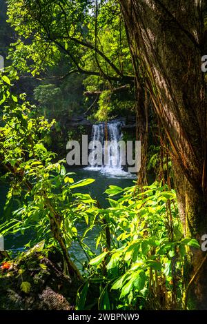 Joyau caché : les sereines chutes Haipua'ena à Maui entourées d'une végétation tropicale luxuriante, une tranche parfaite de paradis hawaïen. Banque D'Images