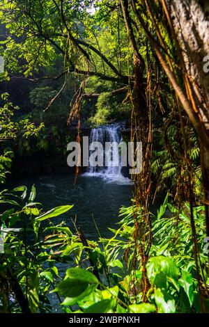 Joyau caché : les sereines chutes Haipua'ena à Maui entourées d'une végétation tropicale luxuriante, une tranche parfaite de paradis hawaïen. Banque D'Images