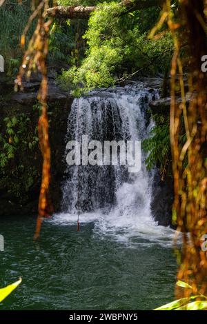 Joyau caché : les sereines chutes Haipua'ena à Maui entourées d'une végétation tropicale luxuriante, une tranche parfaite de paradis hawaïen. Banque D'Images