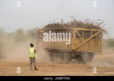 Afrique de l'Ouest, Sénégal, plantation de sucre Richard Toll. Ici, la canne a été coupée après le brûlage pour chasser les animaux nocifs pour les hommes de récolte. Banque D'Images