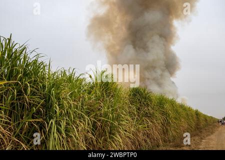 Afrique de l'Ouest, Sénégal, plantation de sucre Richard Toll. Ici, la canne a été brûlée pour chasser les animaux nuisibles aux hommes récoltant la canne à sucre. Banque D'Images