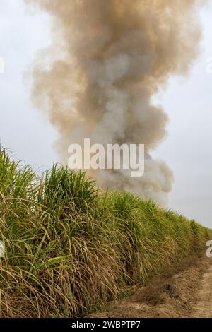 Afrique de l'Ouest, Sénégal, plantation de sucre Richard Toll. Ici, la canne a été brûlée pour chasser les animaux nuisibles aux hommes récoltant la canne à sucre. Banque D'Images