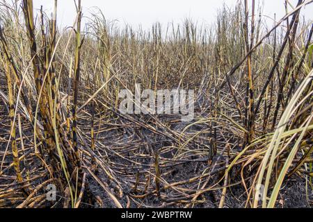 Afrique de l'Ouest, Sénégal, plantation de sucre Richard Toll. Ici, la canne a été brûlée pour chasser les animaux nuisibles aux hommes récoltant la canne à sucre. Banque D'Images