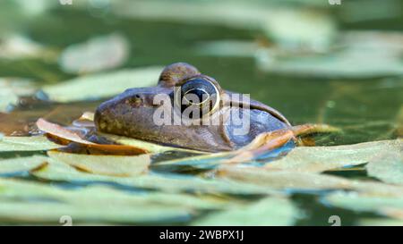 American Bullfrog Peeking Out of Water. Henry W. COE State Park, Californie, États-Unis. Banque D'Images