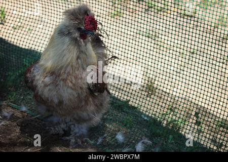 Un poulet silkie dans un abri de jardin. Banque D'Images