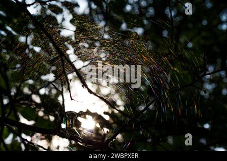 Une toile arc-en-ciel ronde sur les branches d'un arbre illuminé par le soleil et jouant avec de nombreuses couleurs Banque D'Images