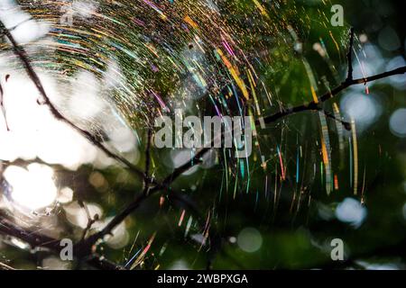 Une grande toile arc-en-ciel sur les branches d'un arbre, jouant avec de nombreuses couleurs dues à la réfraction de la lumière. Fond abstrait de forêt coloré Banque D'Images