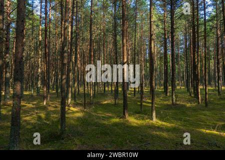 La forêt dansante de l'épi de Courlande, avec ses pins tordus créant un chemin mystique, baigné dans la douce lumière d'une journée sereine Banque D'Images