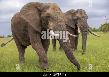 Deux taureaux éléphants matures (Loxodonta africana) se nourrissant dans une prairie sous un ciel couvert Banque D'Images